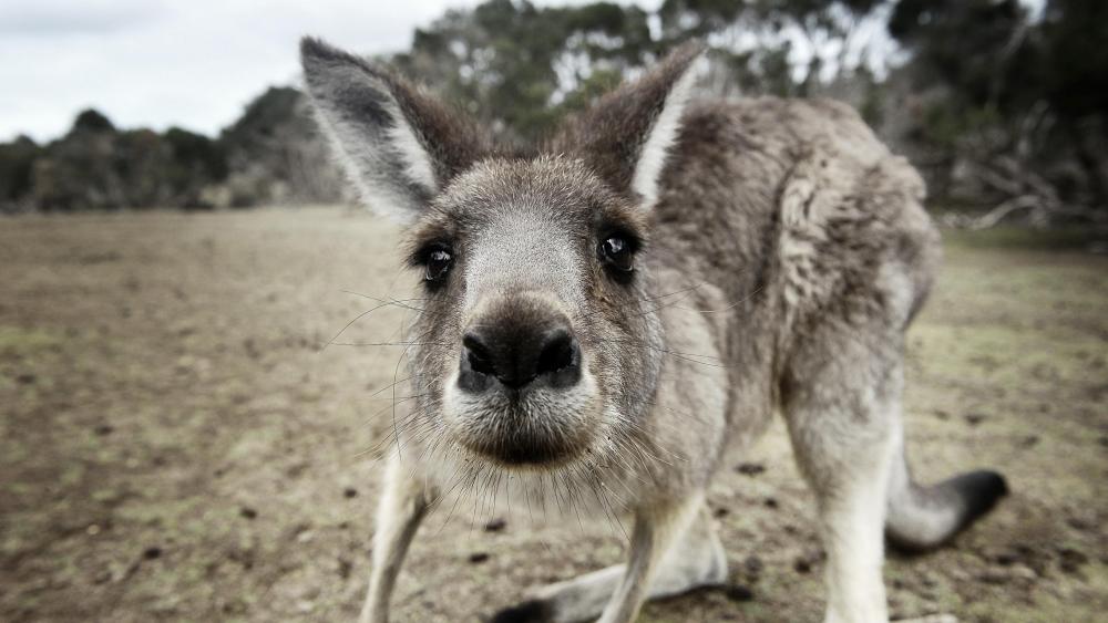 Curious kangaroo wallpaper