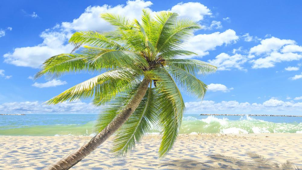 Single palm tree on the sandy beach wallpaper