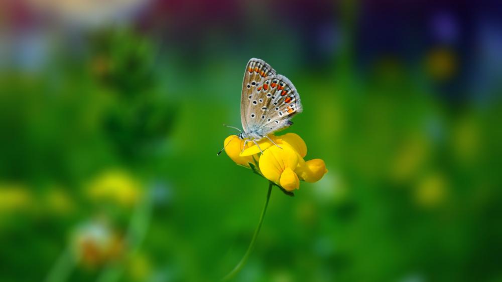 Butterfly on the yellow flower wallpaper