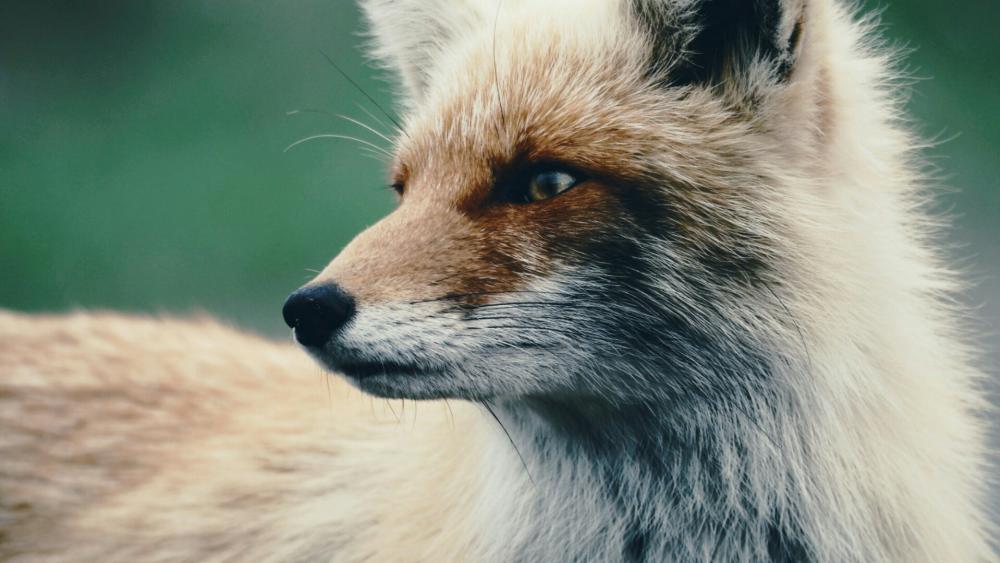 Red fox close-up photo wallpaper