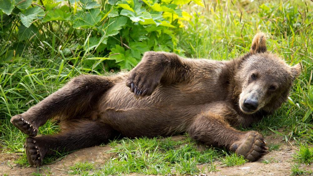 Kodiak brown bear cub wallpaper