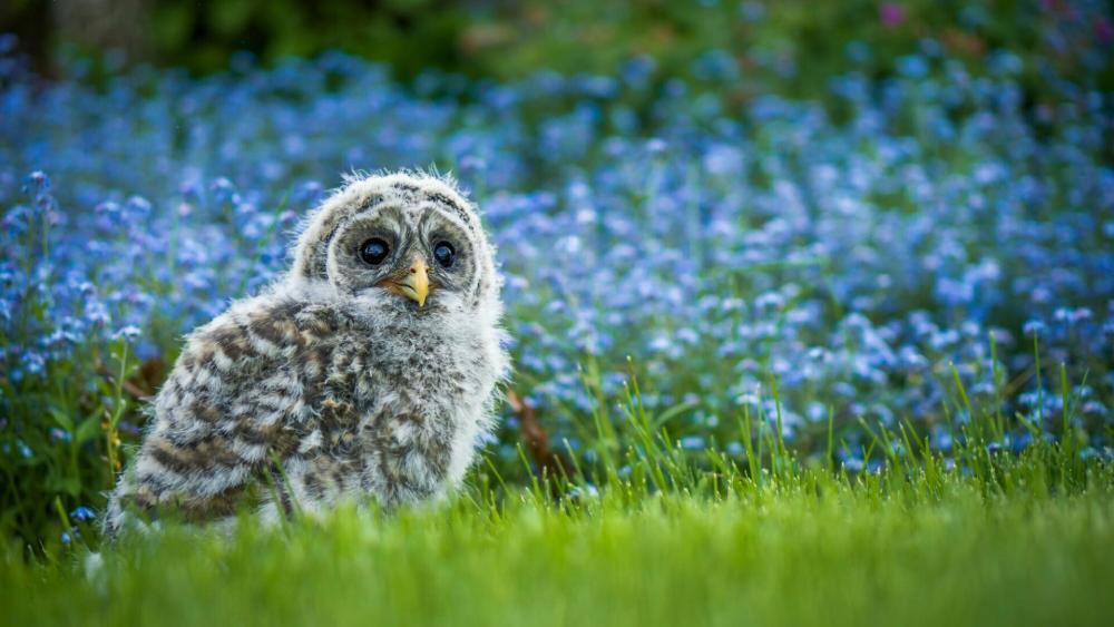 Owl chick in the grass wallpaper