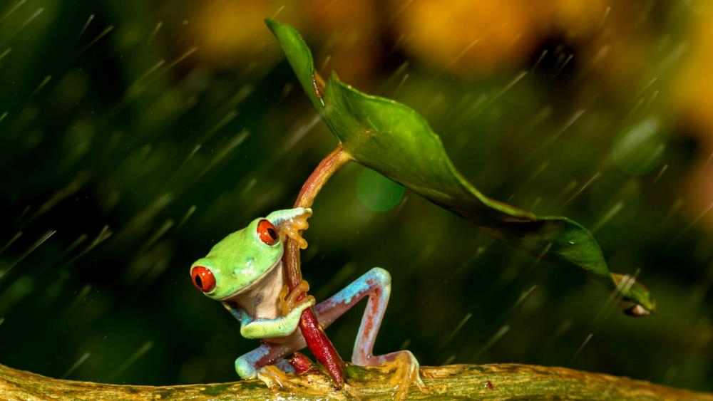 Red-eyed tree frog using a leaf as an umbrella wallpaper