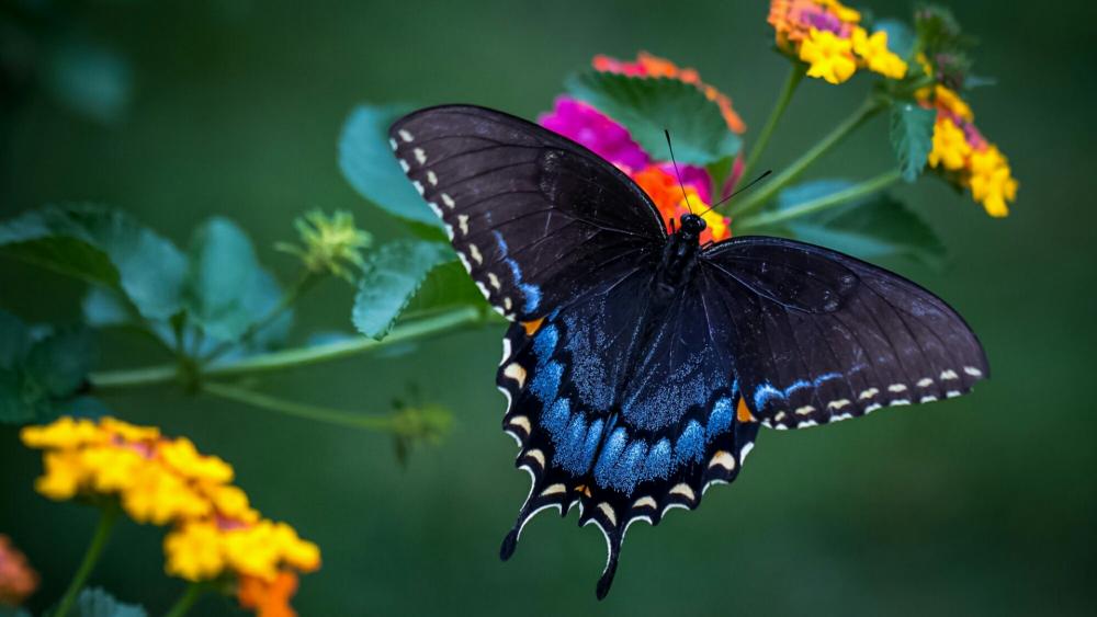 Wonderful butterfly macro photo wallpaper