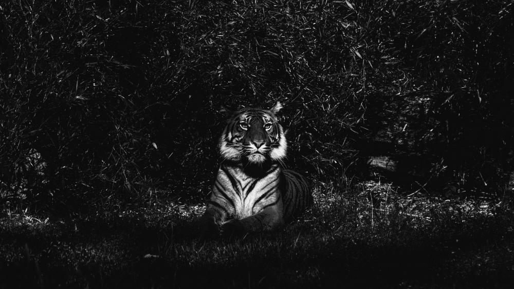 Tiger - Black and white photography wallpaper