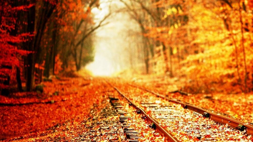Autumn train trails in the forest wallpaper