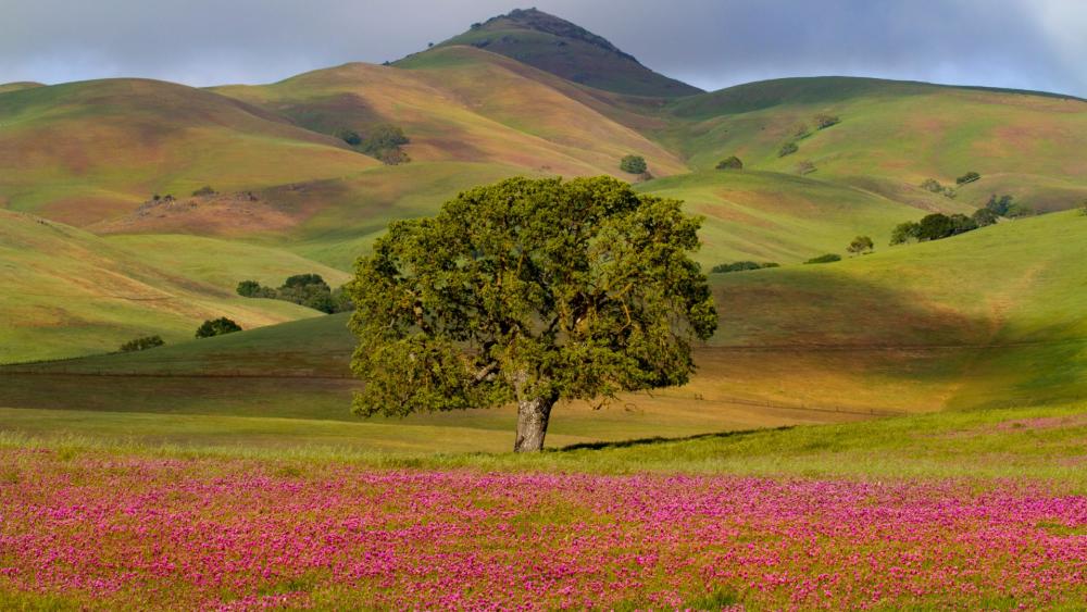 Lone tree at the foothills - Big Sur, California wallpaper