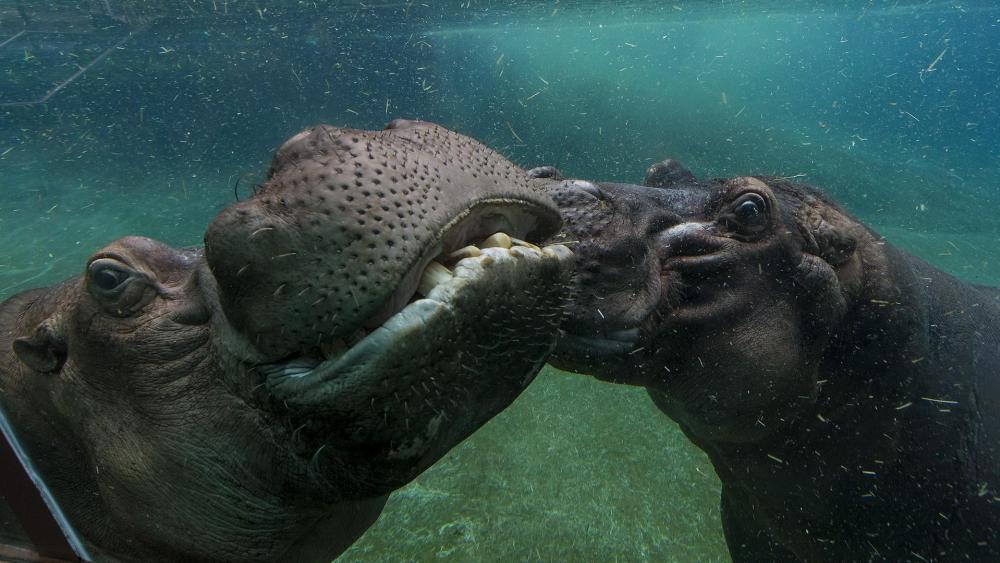 Hippopotamus underwater photography wallpaper