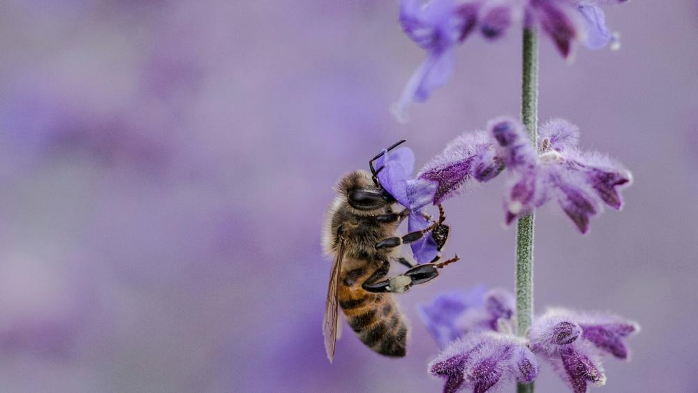 Honey Bee on a purple flower wallpaper