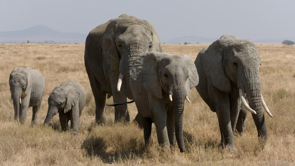 Elephant family - Serengeti National Park, Tanzania wallpaper