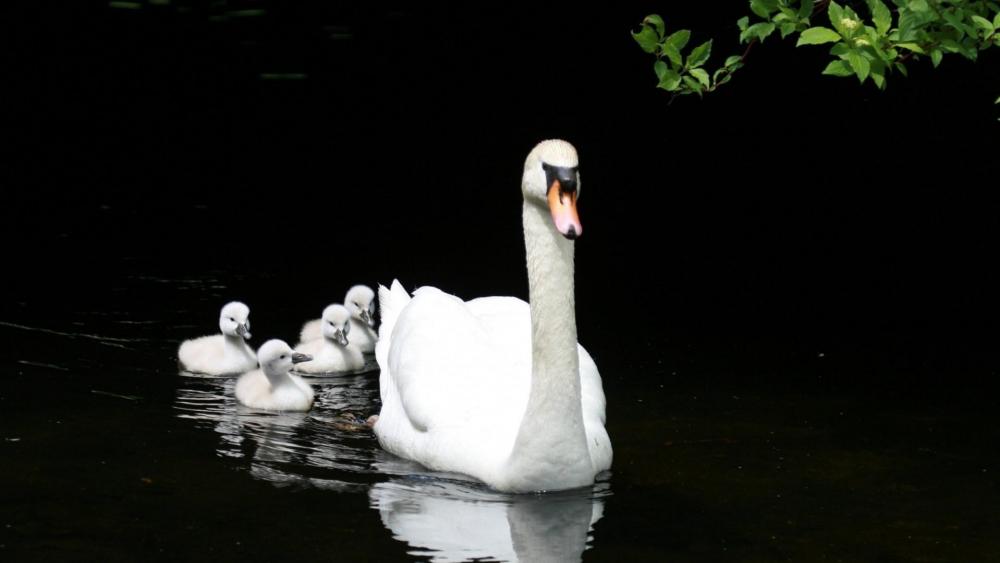 Swan family wallpaper