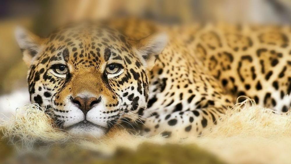 Beautiful Jaguar at Milwaukee County Zoo wallpaper