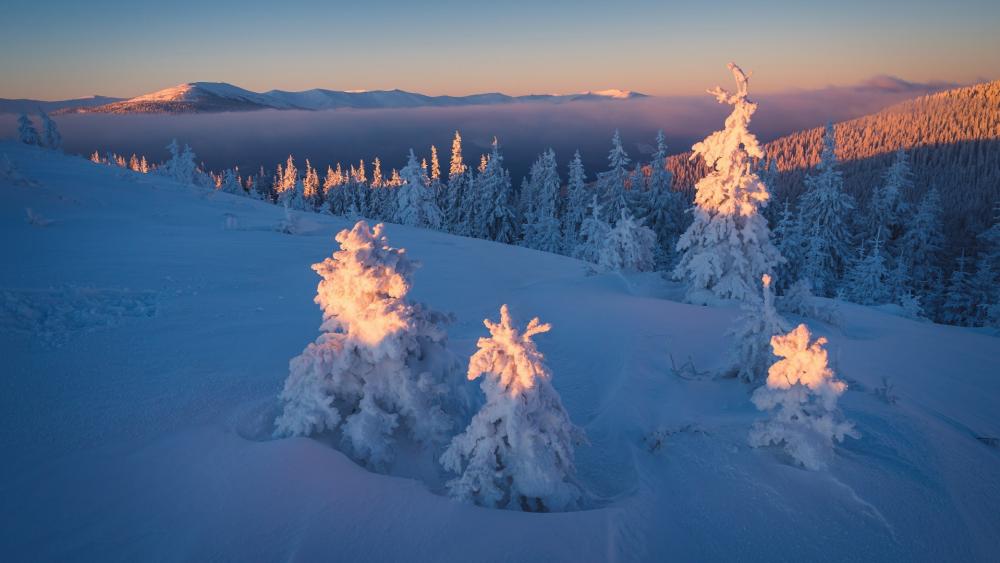 Snowy pine trees in the mountains ❄️ wallpaper