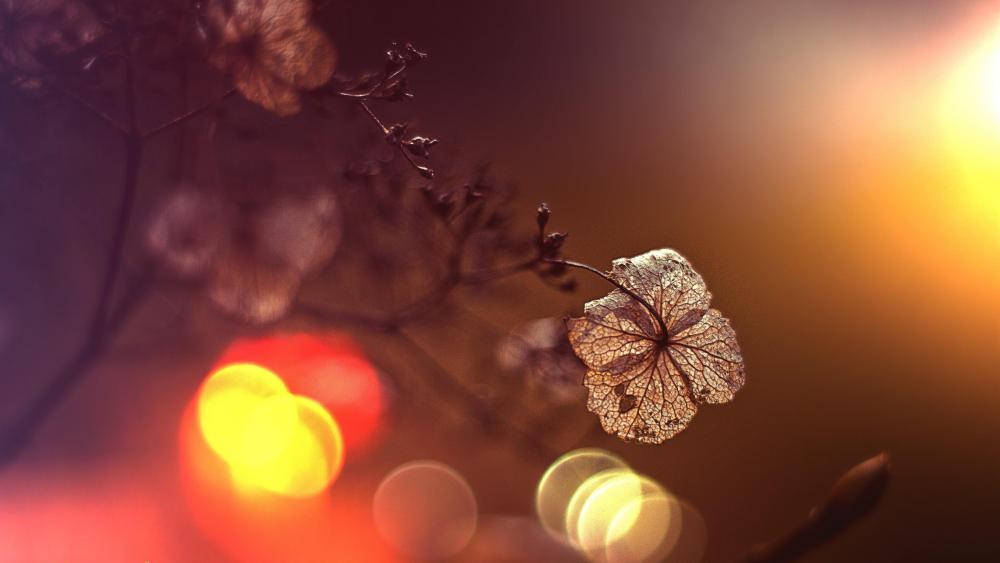 Dried plant with bokeh lights - Macro photography wallpaper