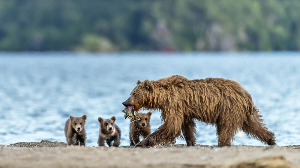 Brown bear family wallpaper