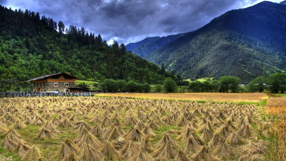 Harvest in Tibet wallpaper