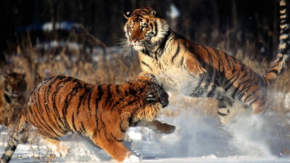 Tiger fight in the snow wallpaper
