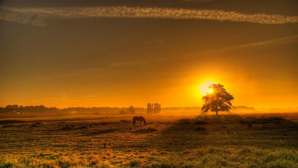 Sunset in the pasture wallpaper