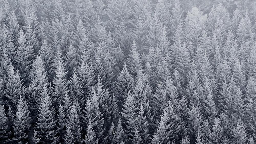 Aerial frozen pine forest in winter wallpaper