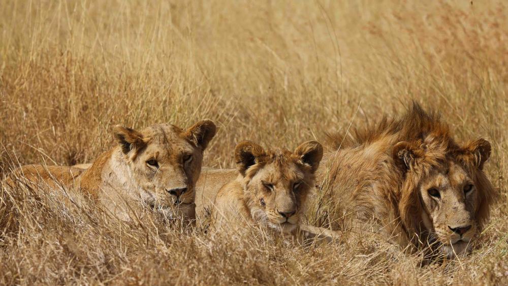 Serengeti orphan lions wallpaper