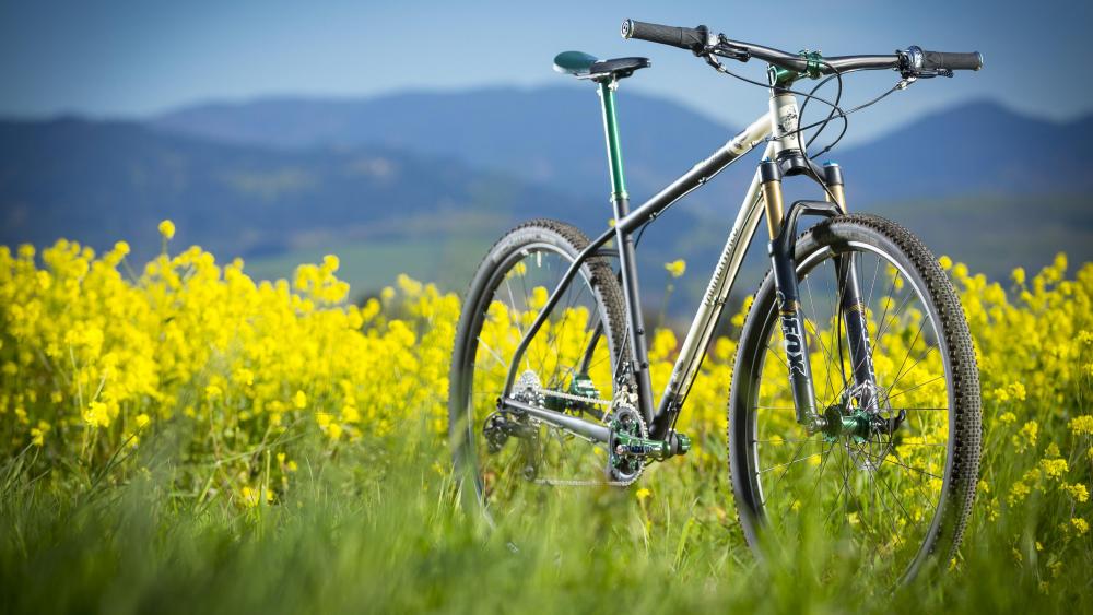 Mountain bike in the canola field ‍♂️ wallpaper