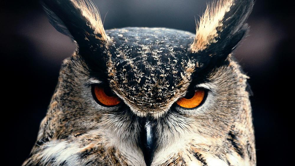Great horned owl wallpaper