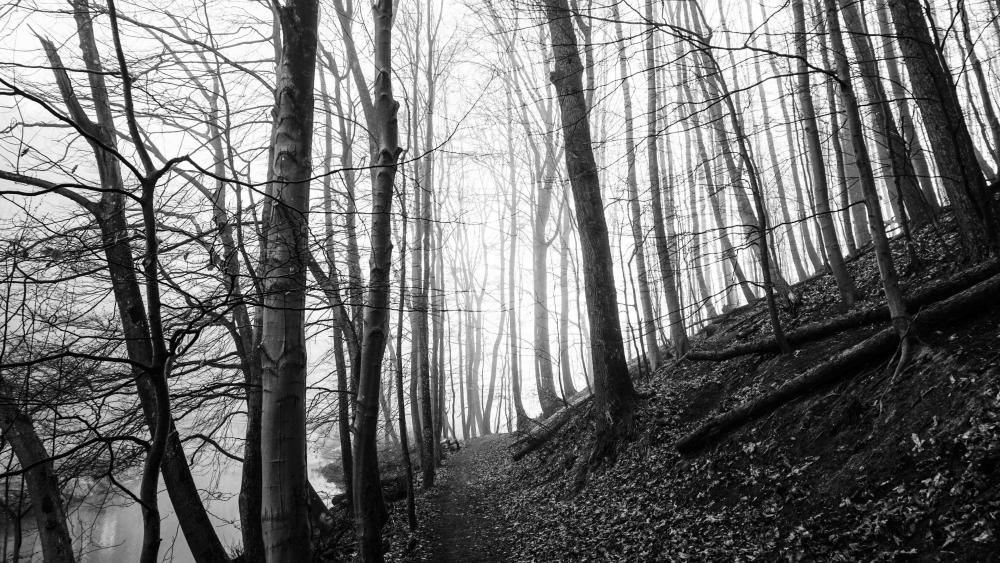 Hillside forest - Monochrome photography wallpaper