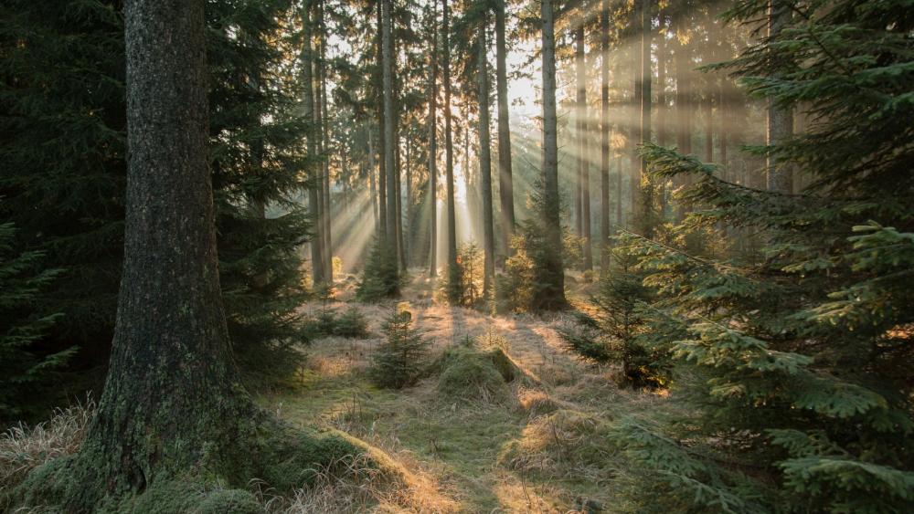 Sun rays in the fir forest ☀️ wallpaper