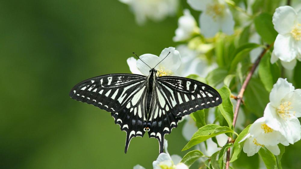 Asian Swallowtail butterfly wallpaper