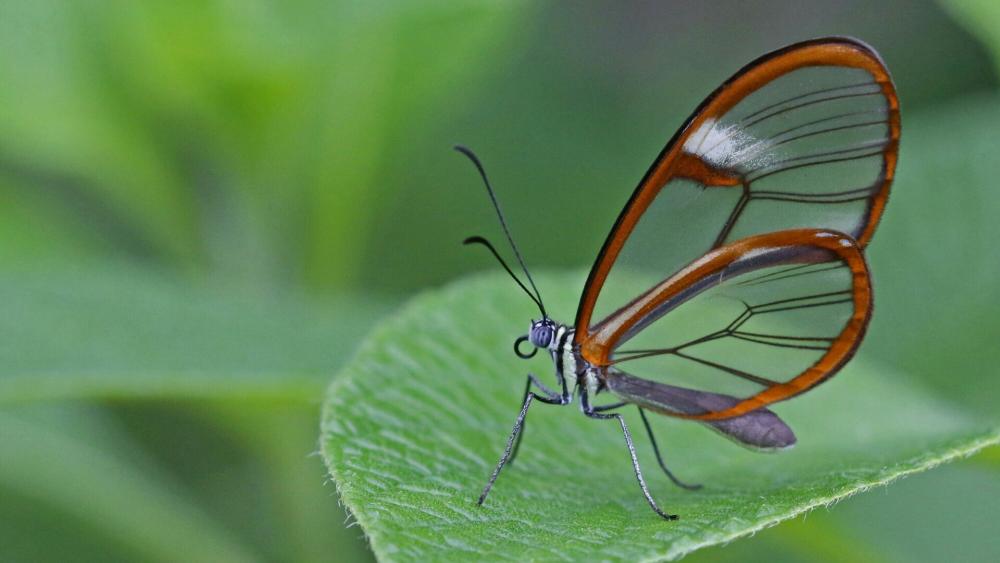 Glasswinged butterfly - Macro photography wallpaper