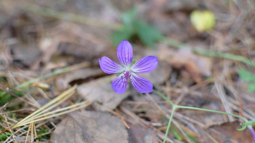 A small purple flower in the forest wallpaper