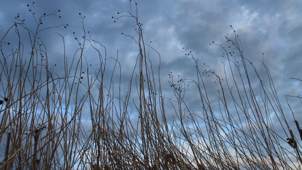 Cloudy sky from the grass wallpaper