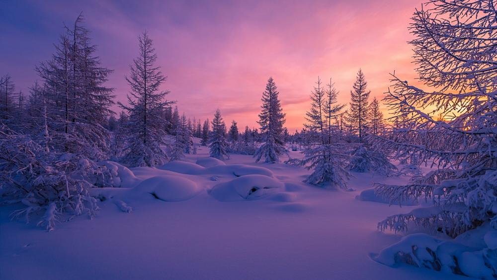 Snowy fir forest in the sunset wallpaper