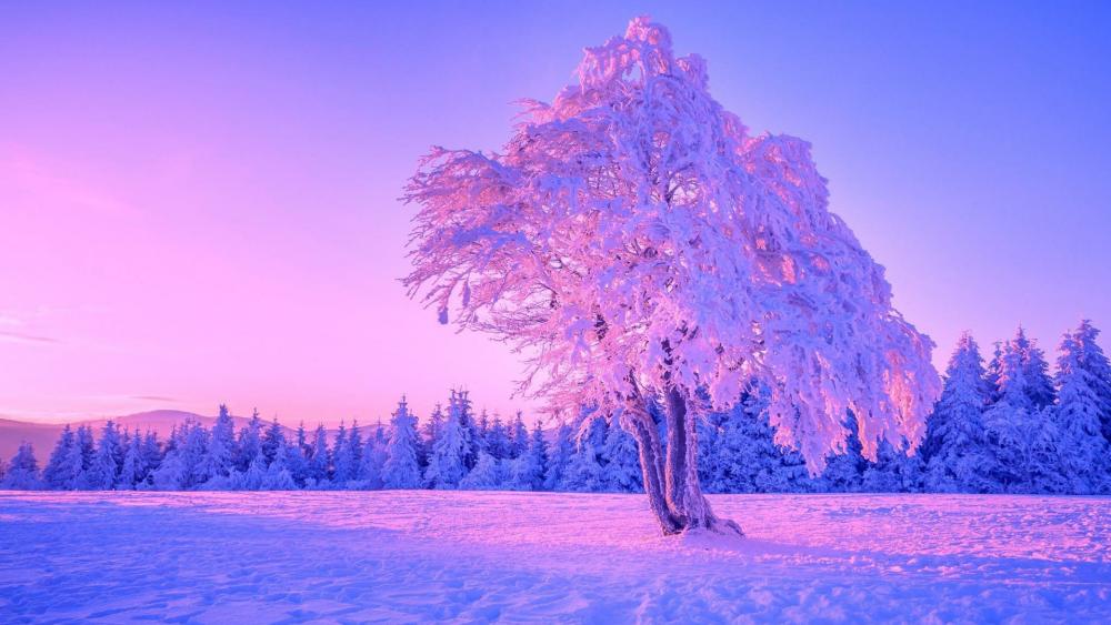 Frozen lonely tree wallpaper