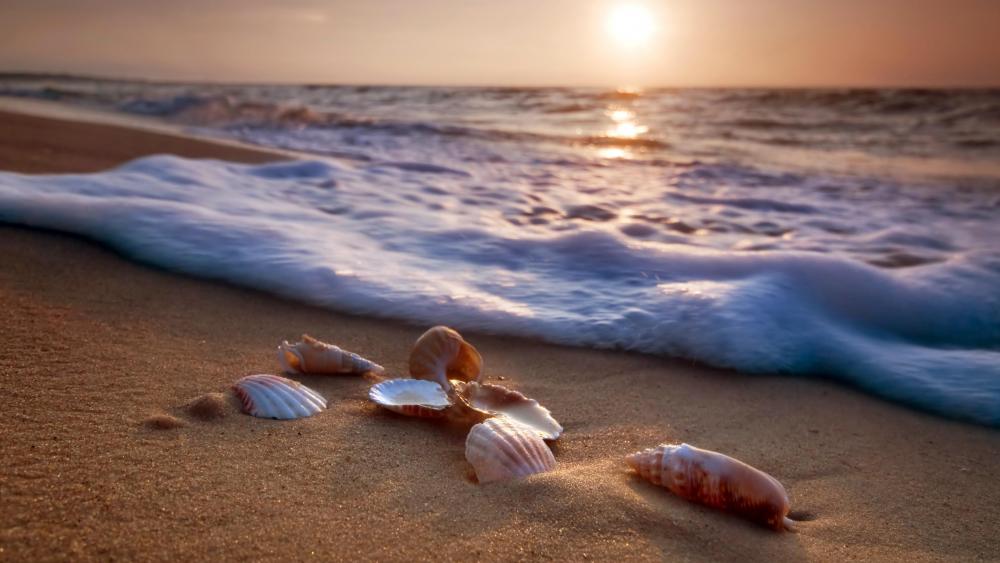 Seashells on the beach wallpaper