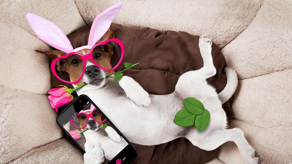 Funny Jack Russell Terrier in fancy dress wallpaper