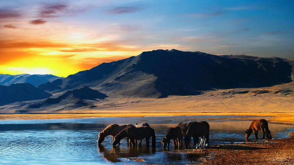 Wild horses in Mongolia wallpaper