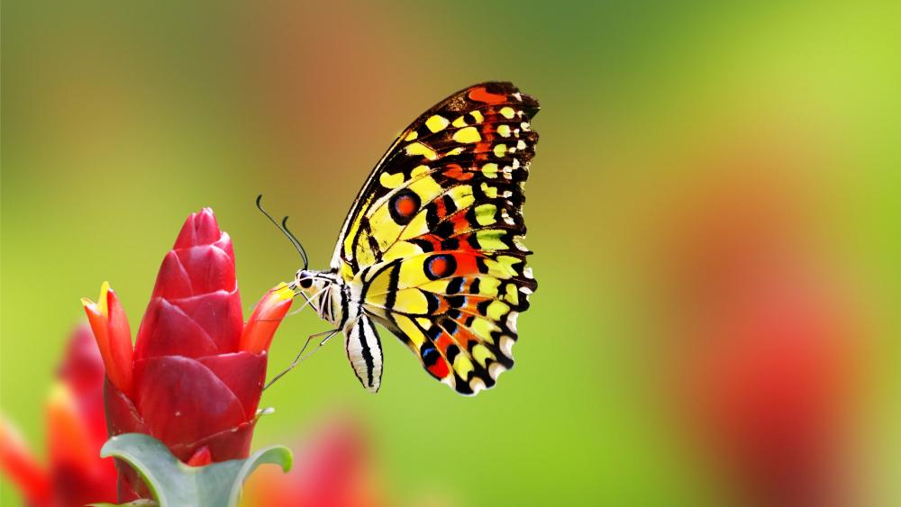 Nice butterfly on red flower wallpaper