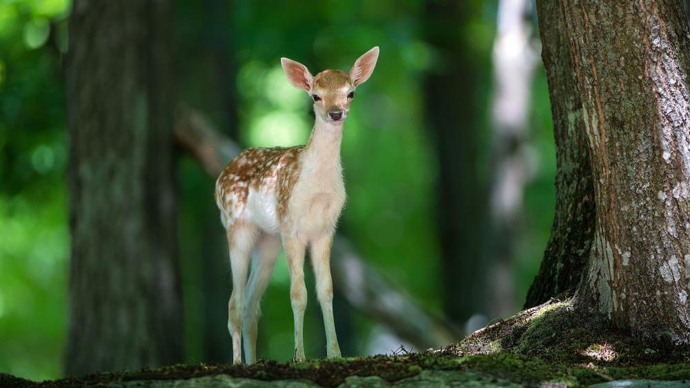 Baby deer in forest wallpaper