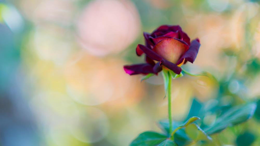 Red rose in bokeh lights wallpaper