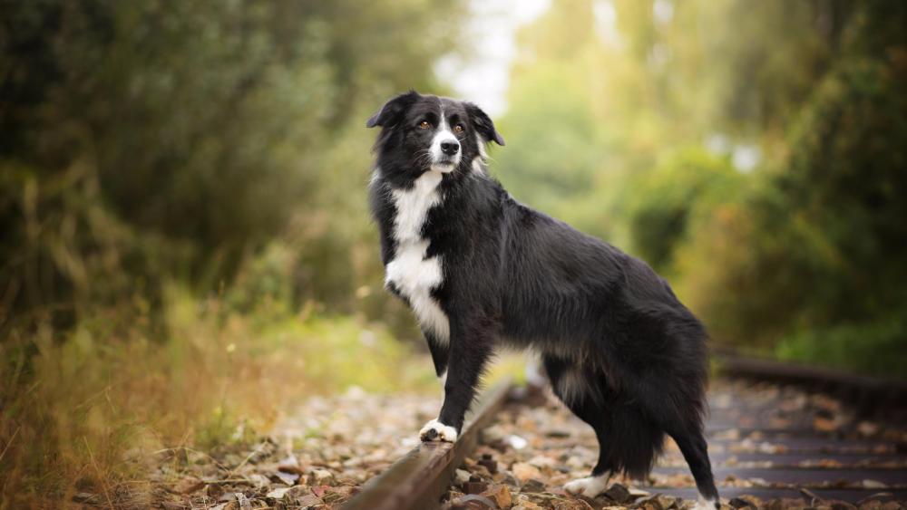 Border collie in the forest wallpaper