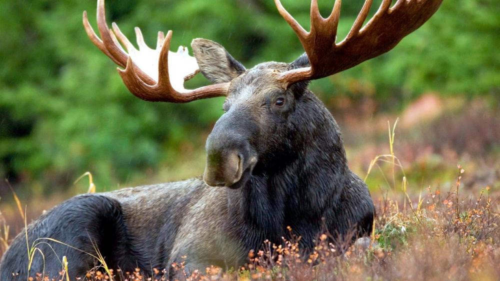 Elk moose wallpaper