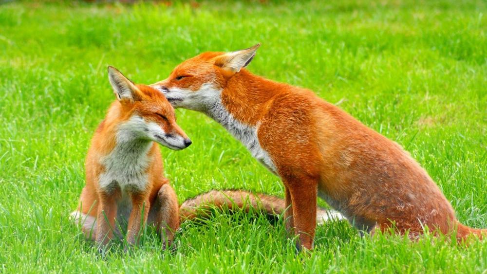Red foxes in the grass - Wildlife photography wallpaper