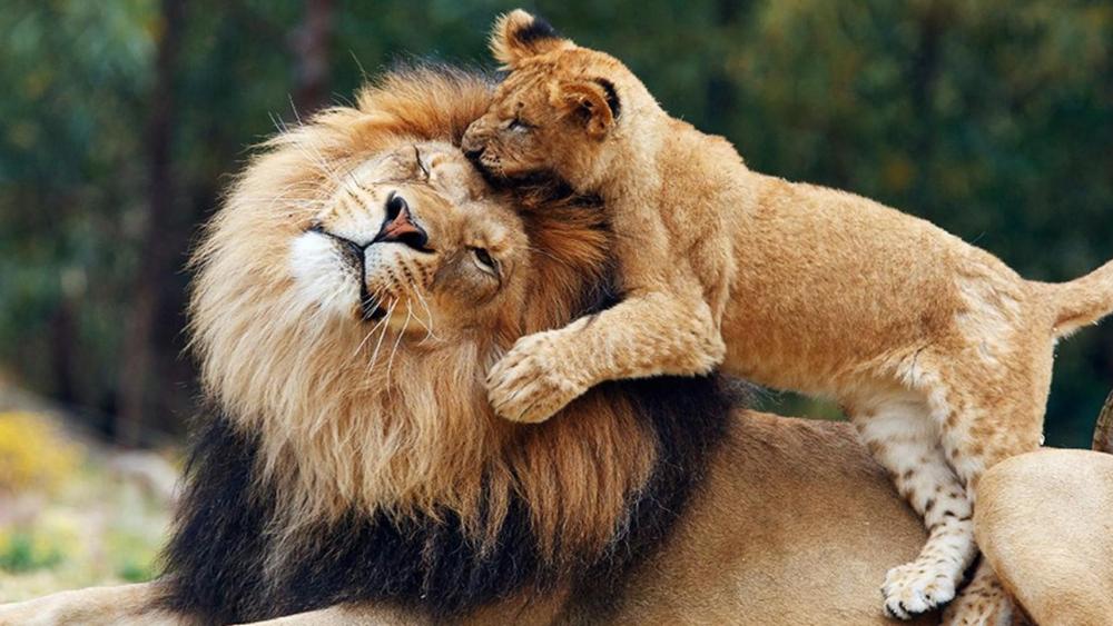 Lion king with cub wallpaper