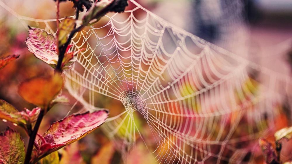 Beautiful spider net wallpaper