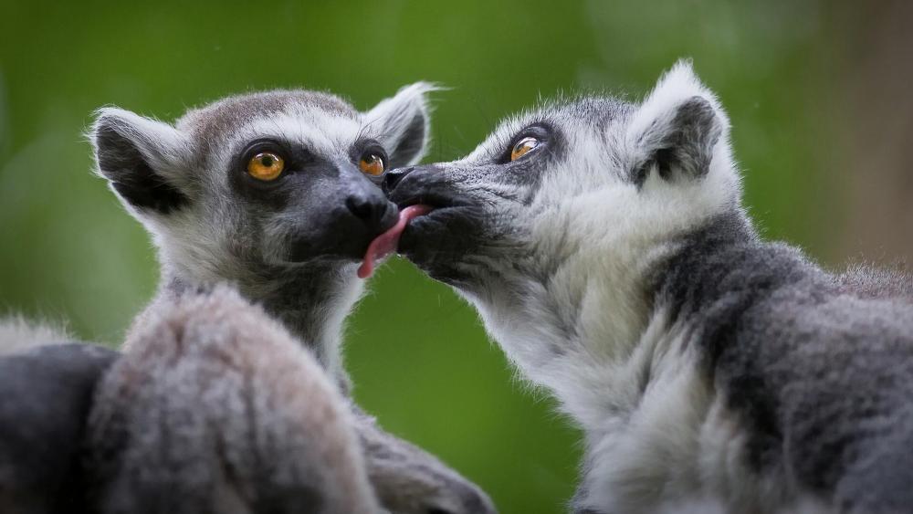 Cute lemurs kissing wallpaper
