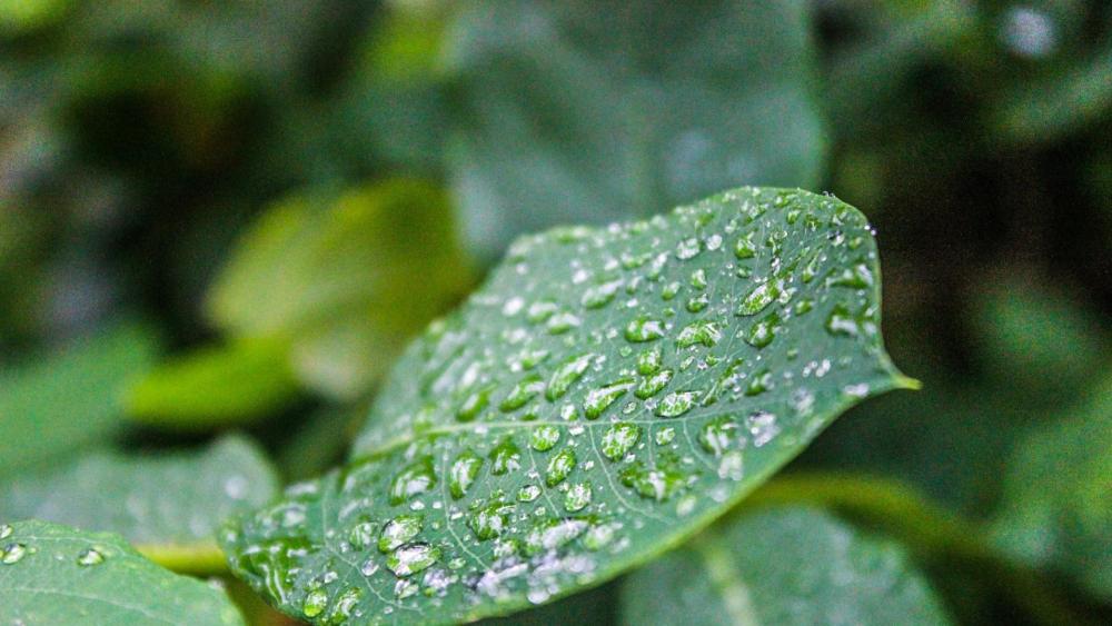 Leaf with water droplets wallpaper