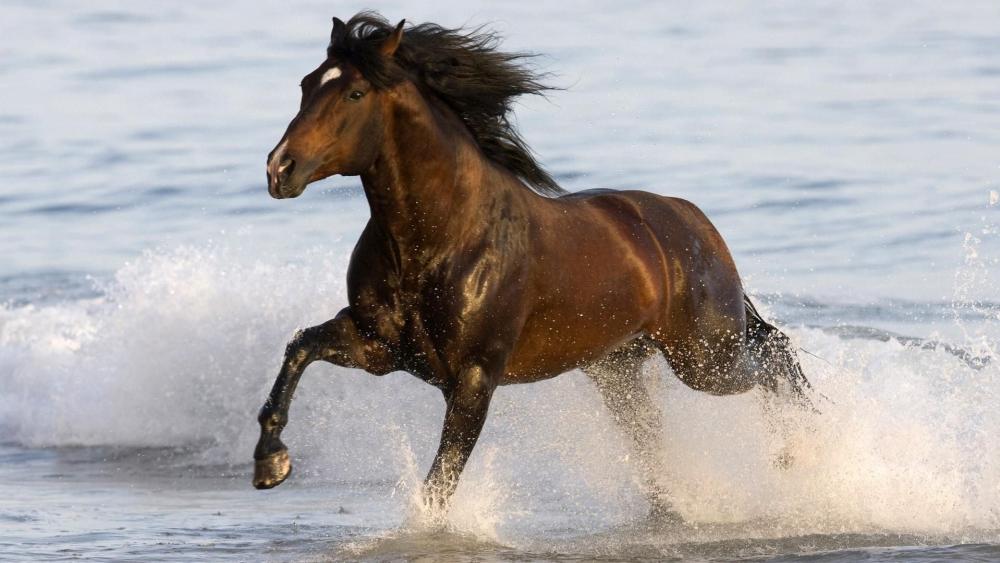 Dark horse running fast on water wallpaper