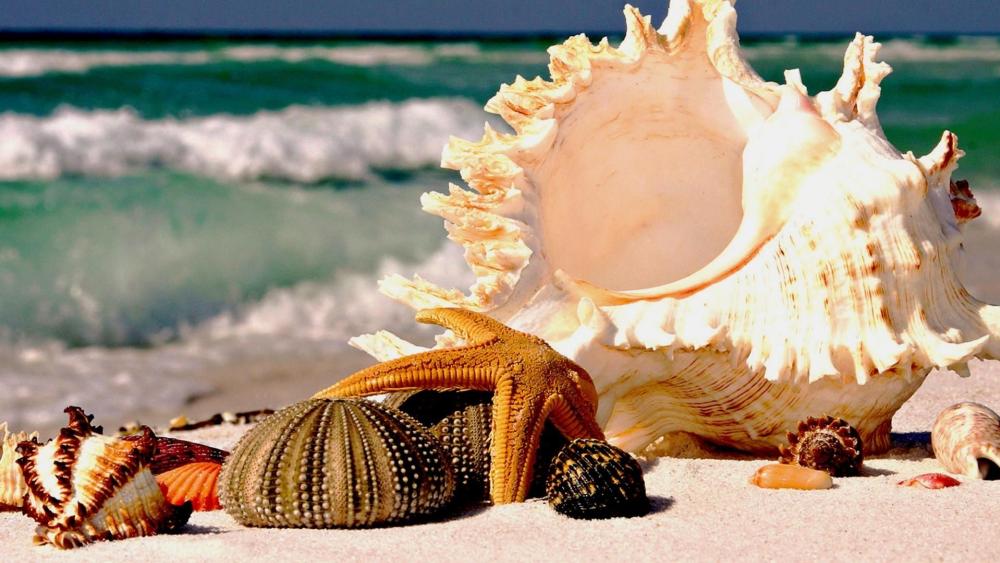 Seashells on the shore wallpaper