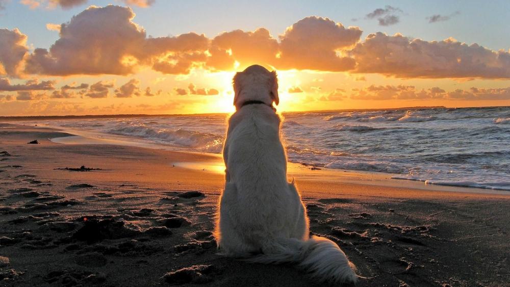 Dog on beach at sunset wallpaper